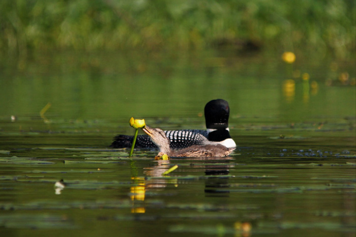 loon adopts duckling