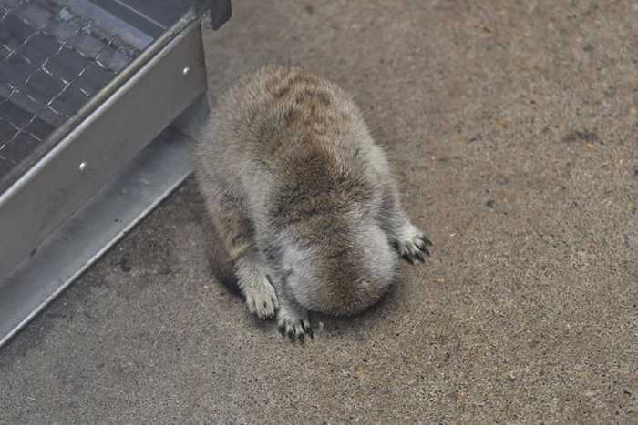 baby meerkat