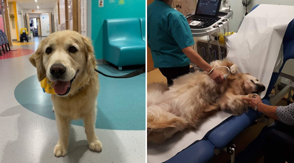 See How These Amazing Volunteer Therapy Dogs Are Helping Children's ...