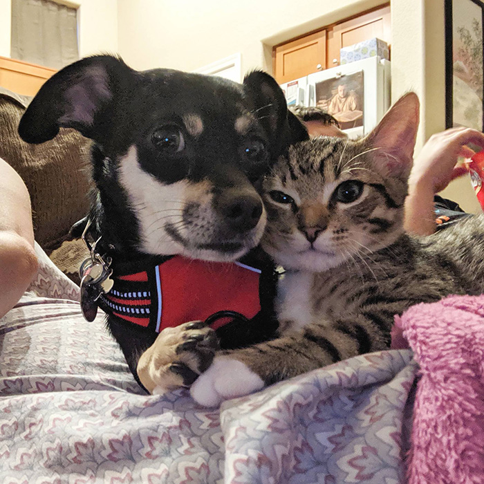 8l87s-dog-and-cat-posing-together.jpg