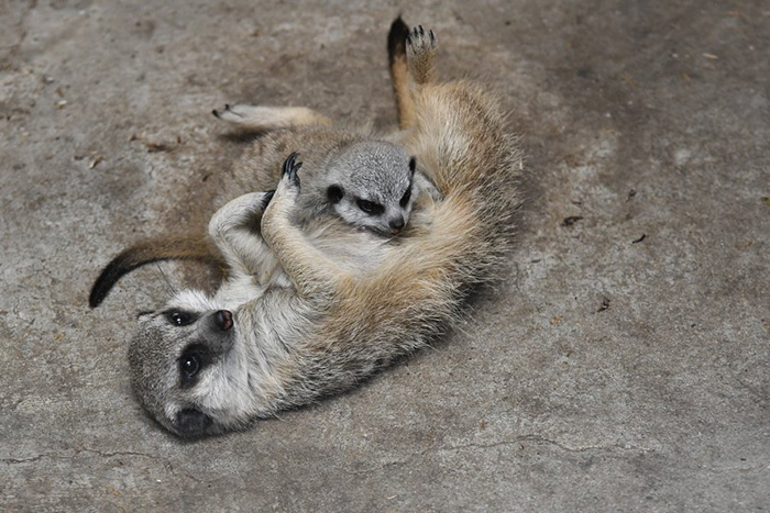 baby meerkat