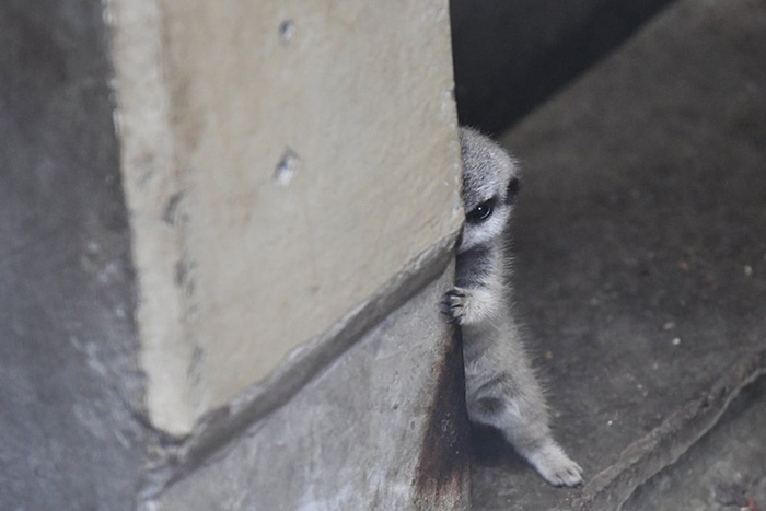 Photographer Captures The Most Adorable Photos Of A Baby Meerkat Amhyn-baby-meerkat-1