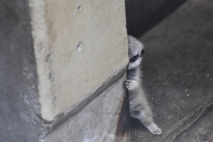 baby meerkat