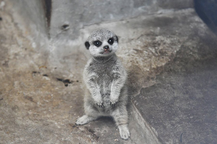 baby meerkat