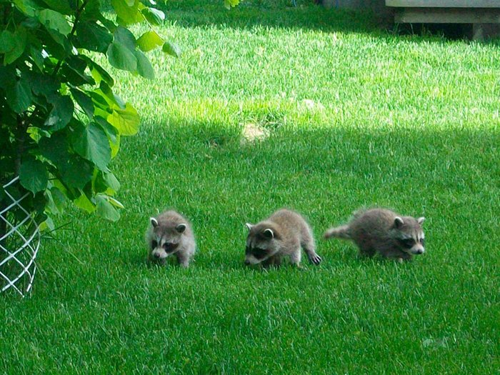 Three baby raccoons exploring a backyard
