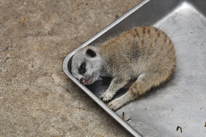 baby meerkat