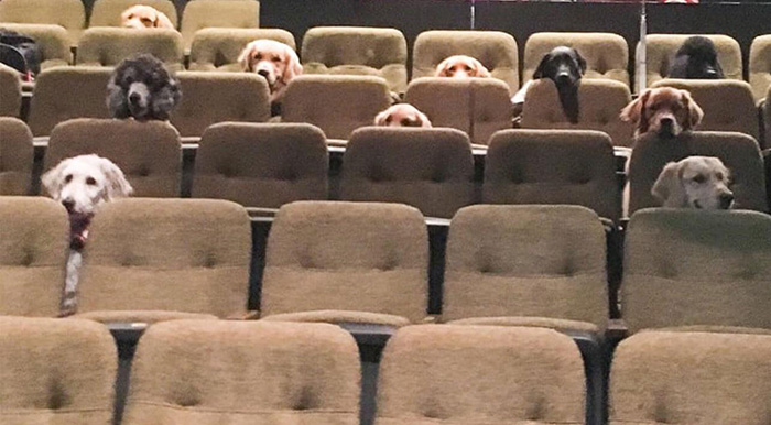 dogs at the movies training