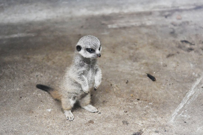 baby meerkat