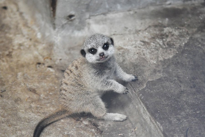 baby meerkat