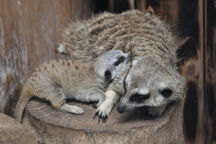 baby meerkat