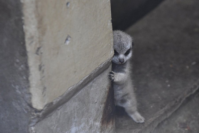 Photographer Captures The Most Adorable Photos Of A Baby Meerkat Ju8hl-baby-meerkat-2