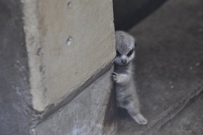 baby meerkat