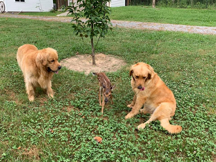 dog and baby deer