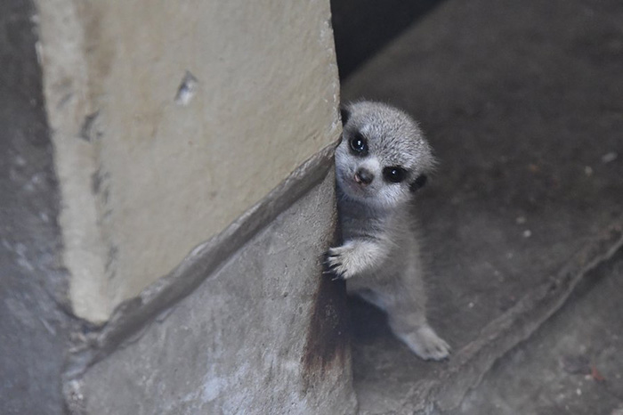 baby meerkat