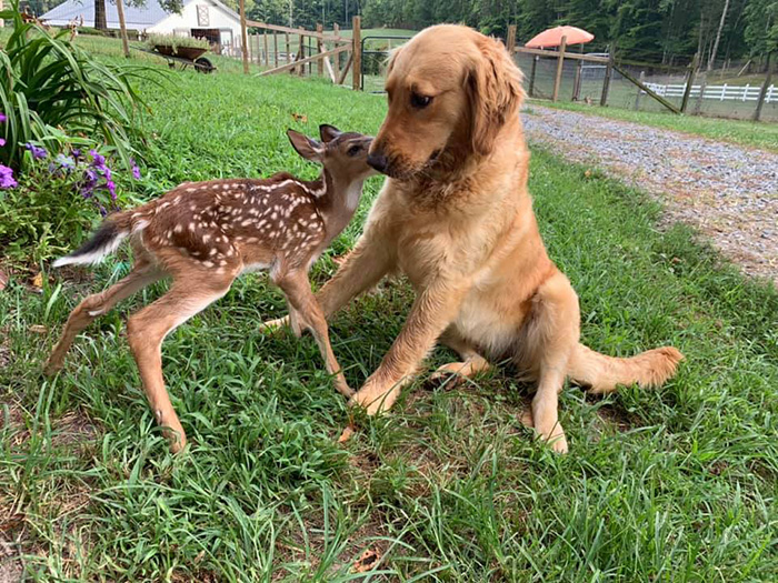 dog and baby deer