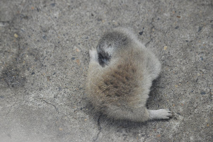 baby meerkat