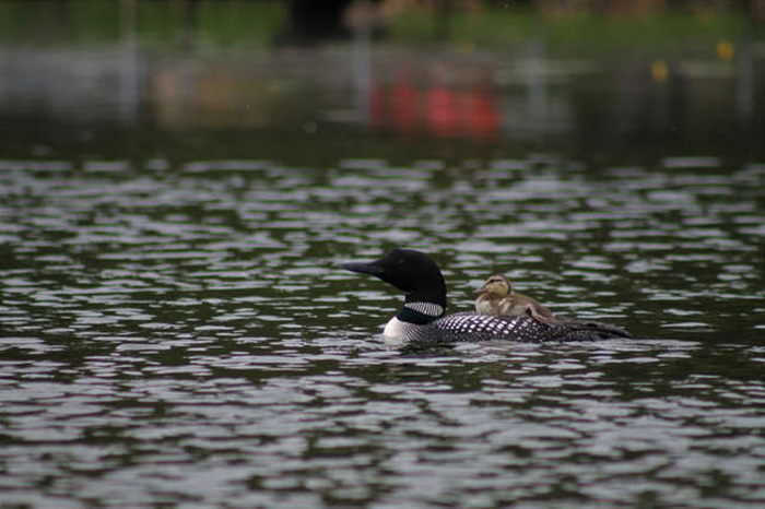 loon adopts duckling