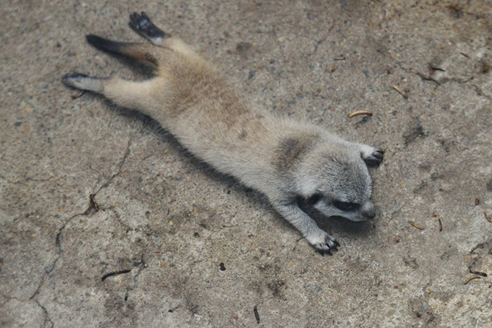 baby meerkat