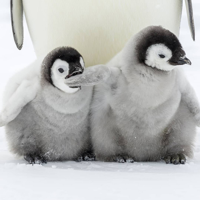 Baby penguins