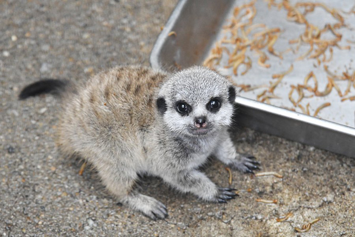 baby meerkat