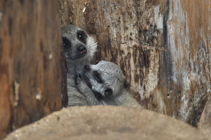 baby meerkat