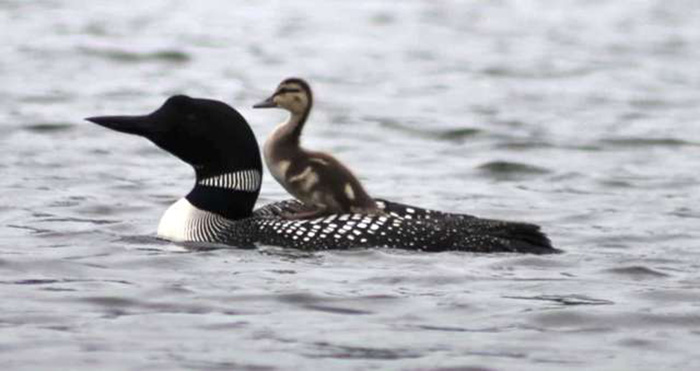 loon adopts duckling