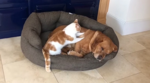 arthritis massages