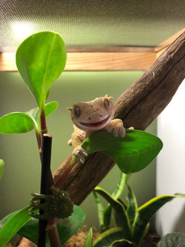 happy frog