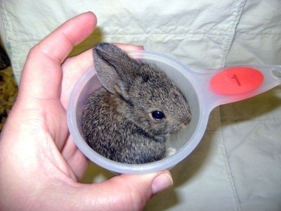 ux22j-bunny-in-a-cup.jpg