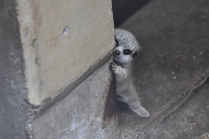 baby meerkat