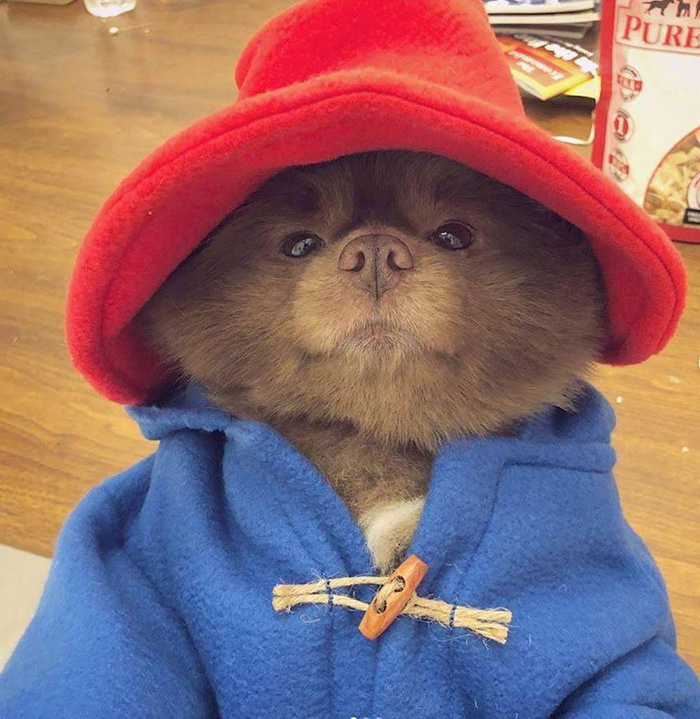 xj0vy-paddington-pomeranian.jpg