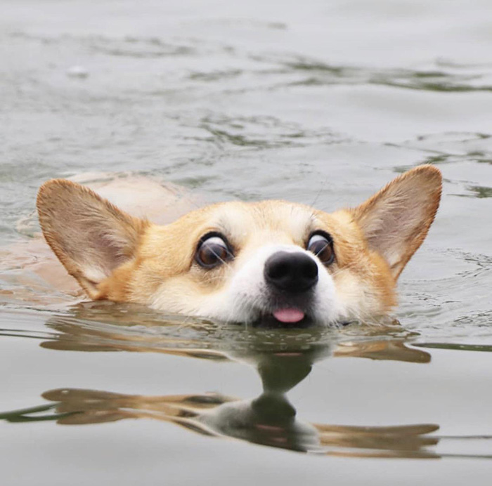 swimming dog funny face