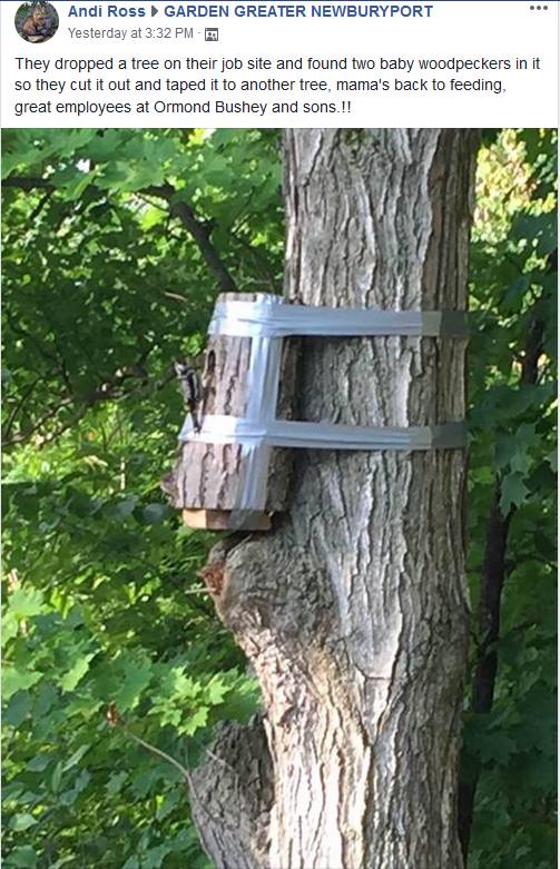 woodpecker nest duct tape