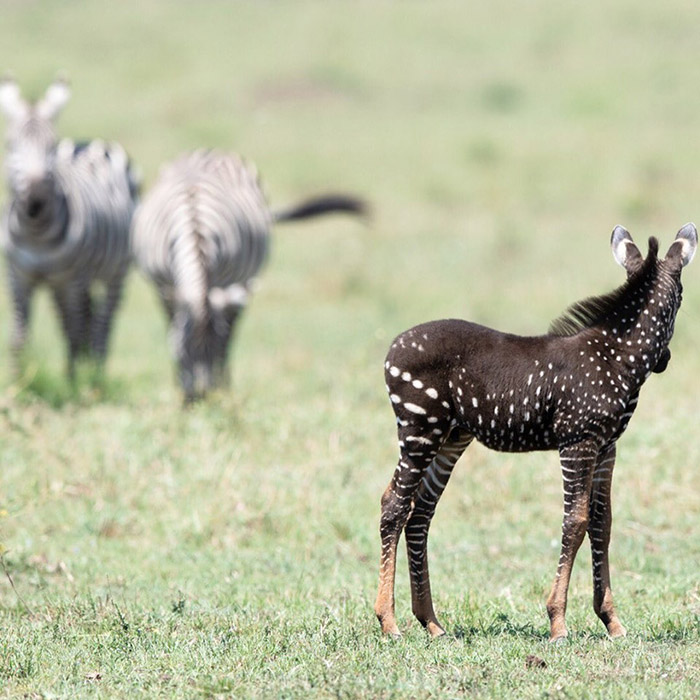 polka dot zebra