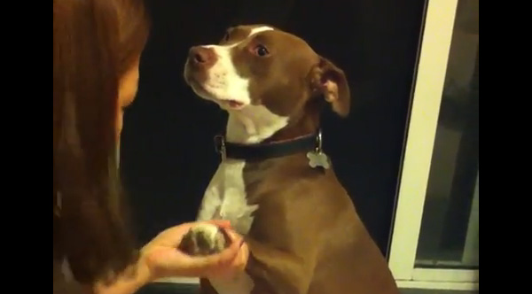 Funny dog on sale nail clipping video