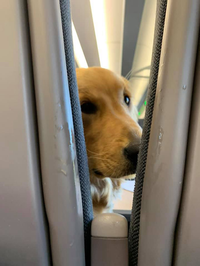 dog makes faces on a plane