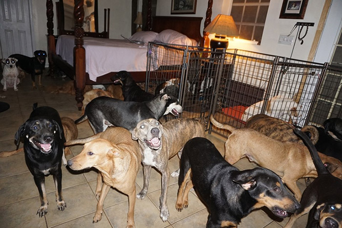 97 dogs in home hurricane