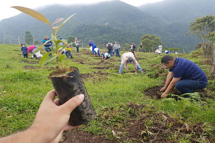 colombians plant 200 thousand trees one day