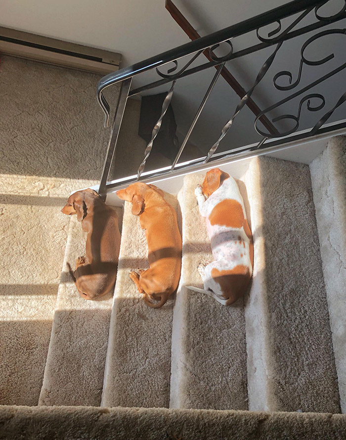 aqo5j-dogs-nap-on-stairs-sun.jpg