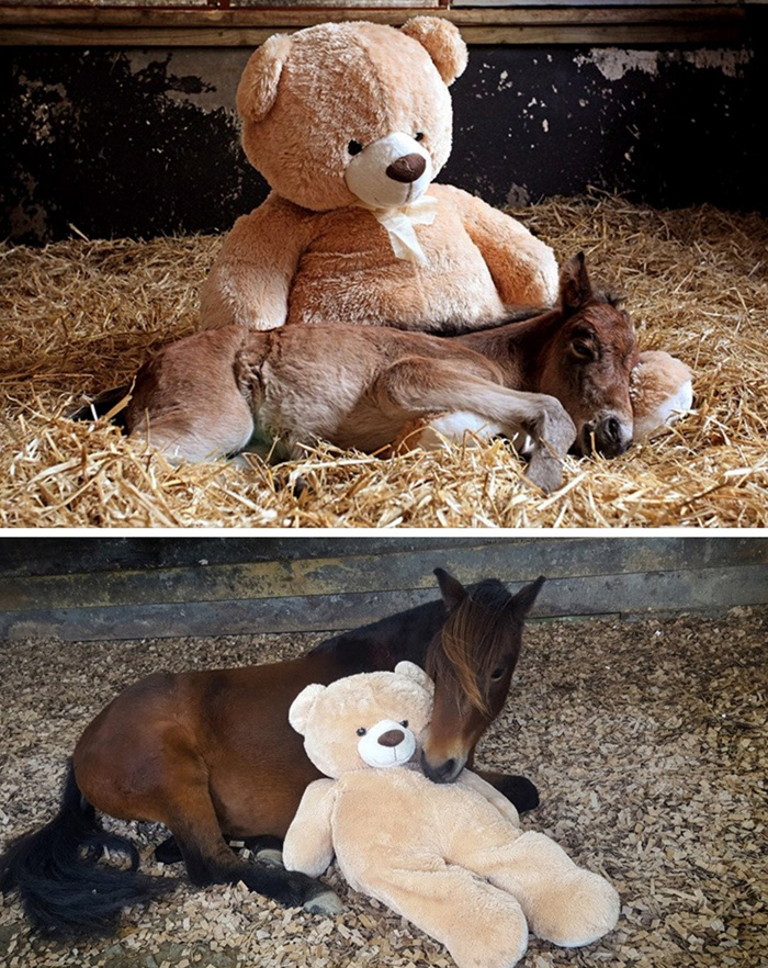 horse sleeps with teddy bear