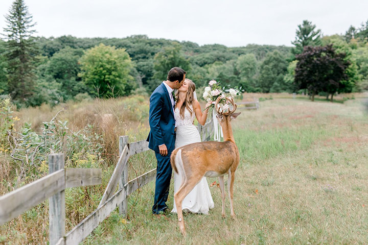 deer photobombs wedding