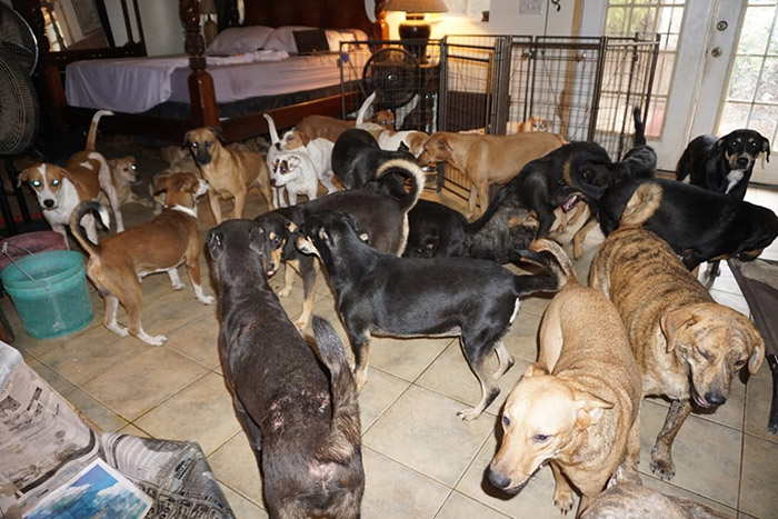97 dogs in home hurricane