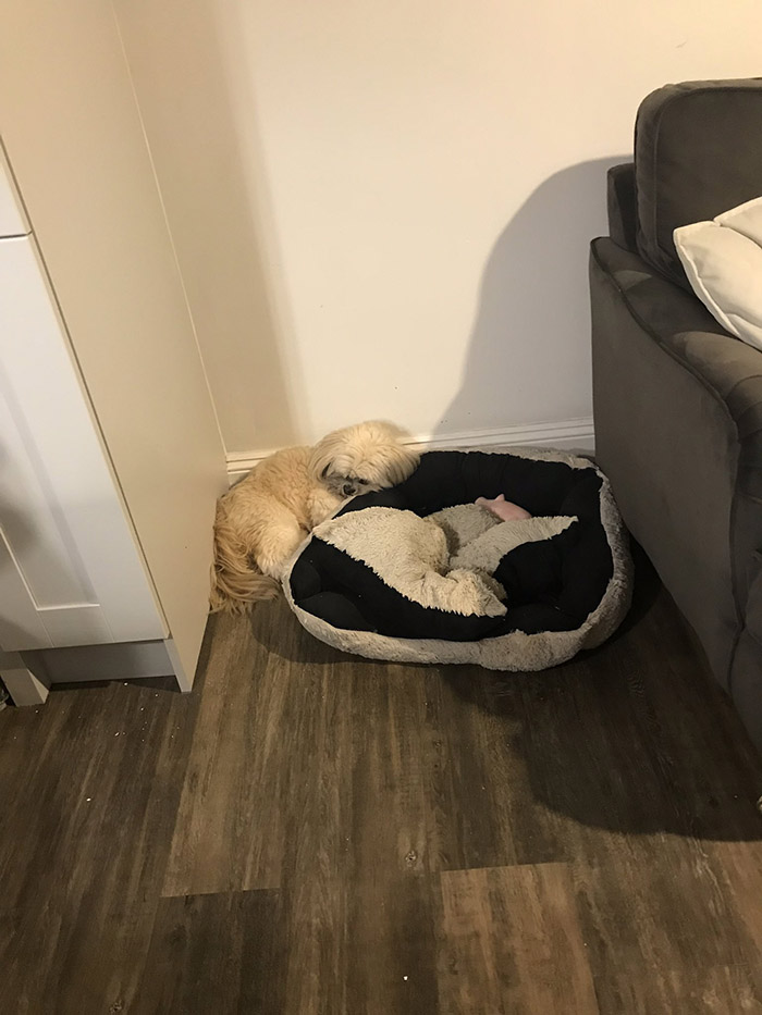 dog sleeps next to bed