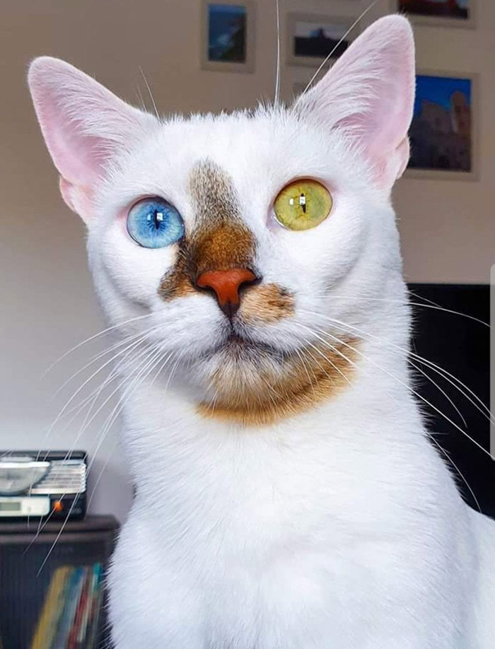 e0367-pretty-cat.jpg