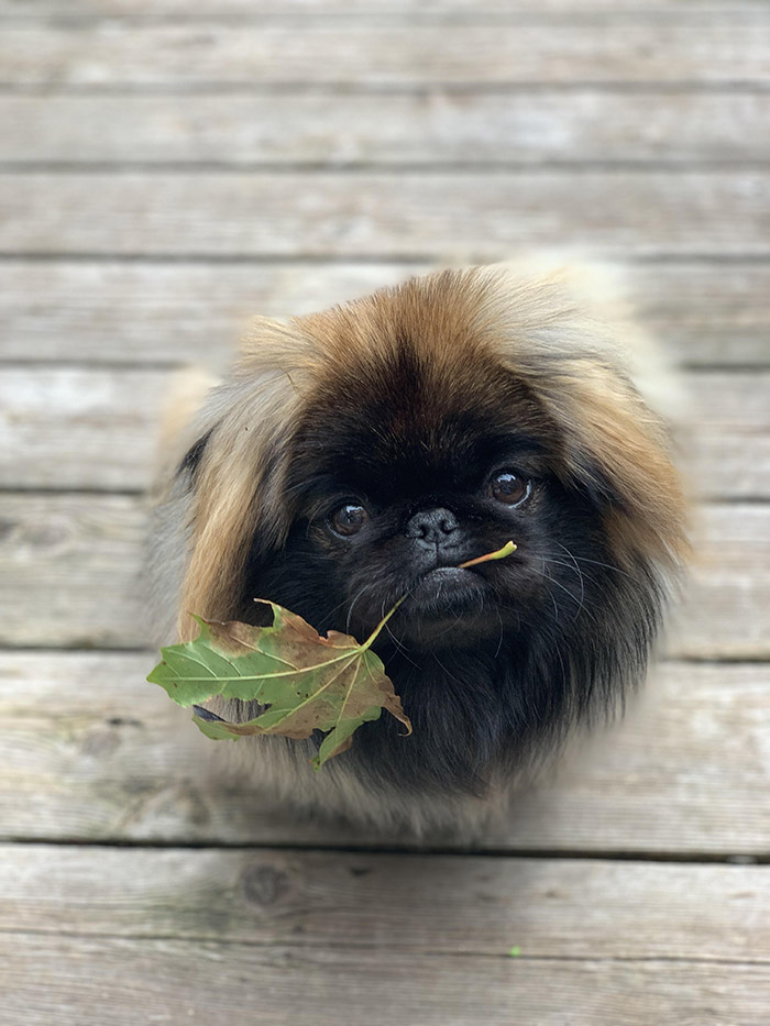 e6d29-cute-dog.jpg