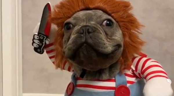 pug as chucky