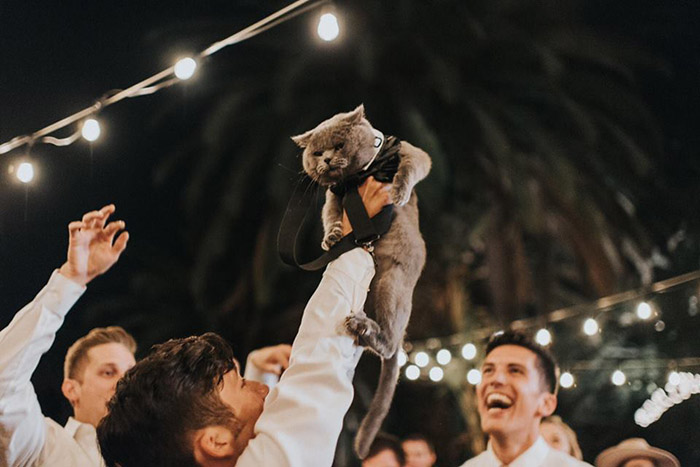 cat best man wedding