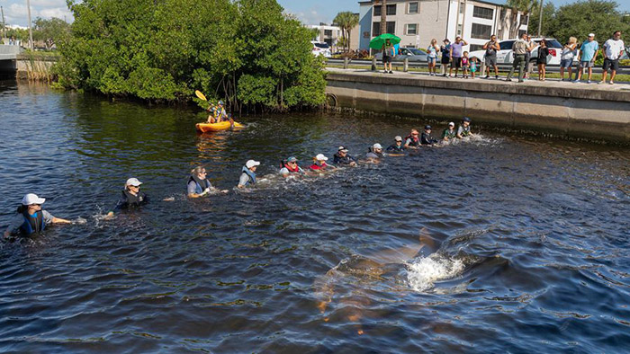 human chain helps dolphins