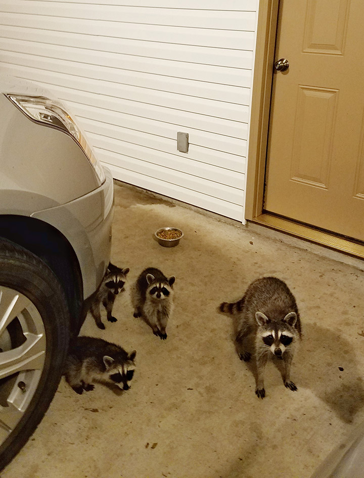 raccoon opossum best friends