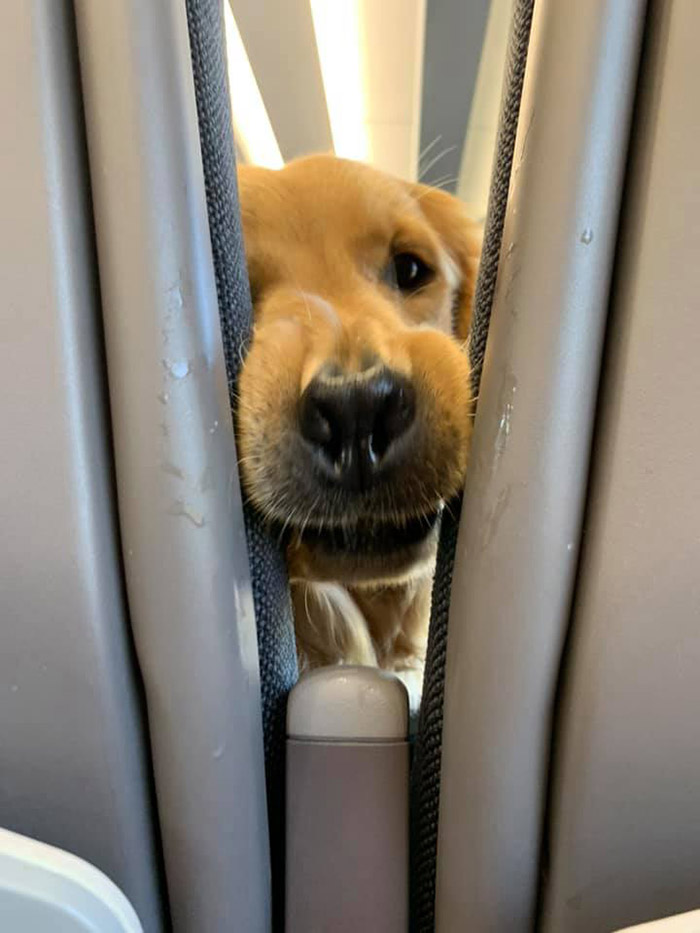 dog makes faces on a plane